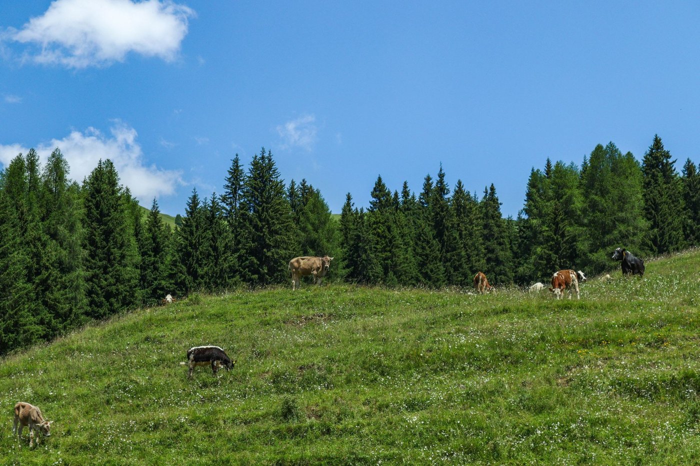 Busfahrt zur Winklmoos-Sonnenalm – Enzenkirchen