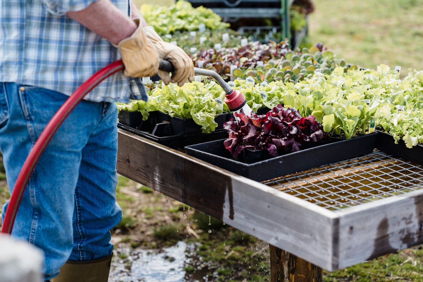 Tarsdorfer Bäuerinnen - Genussreise zum Gemüsegarten Österreichs – Tarsdorf